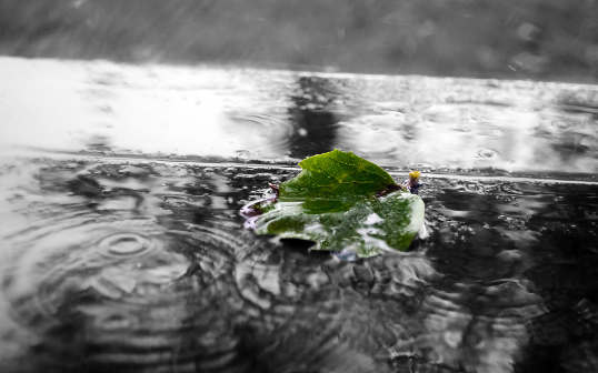 Feuille verte dans la pluie